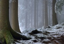 Erster Schnee im Schwarzwald