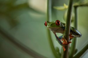 der Rotaugenfrosch