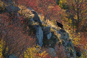 Herbst in der Gämsenwelt