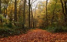 Herbstwald