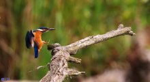 Eisvogel im Anflug auf Ansitz