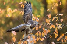 Herbstlicher Anflug