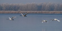 Morgenausflug der Familie Höckerschwan