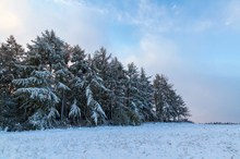 Lärchen im Winterkleid ....