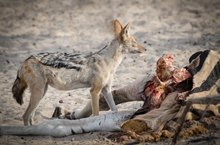 Schabrackenschakal mit Zebra-Kadaver