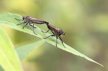 Arterhaltung bei den Barbarossa-Raubfliegen