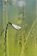 Libelle im Abendlicht