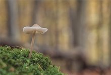 Ein Männlein steht im Walde