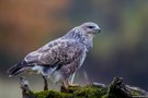 Buteo buteo  ( Mäusebussard