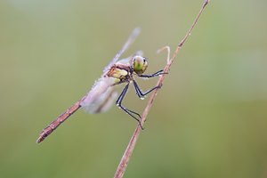 Sympetrum pedemontanum – Gebänderte Heidelibelle