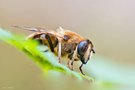 Die Fliege, die eine Biene sein wollte.