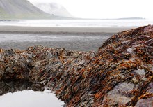 Am Vestrahorn.....