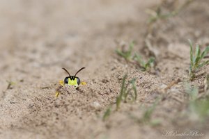 Gelber Punkt    (Cerceris rybyensis)