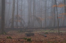 Schorfheide - Wald