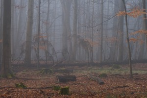 Schorfheide - Wald