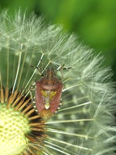 "Pusteblumen"- Besuch...