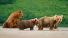 Junge Kamtschatka-Braunbären