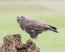 Mein erster Bussard