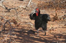 Südlicher Hornrabe (Southern Ground Hornbill)