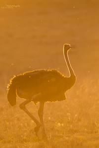 Afrikanischer Strauß