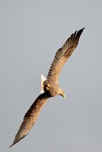 Seeadler (Wildlife)