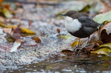 Nordische Wasseramsel (Cinclus cinclus ssp. cinclus)