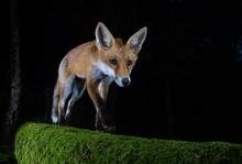 Rotfuchs bei Nacht