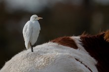 ein seltener Kuhreiher