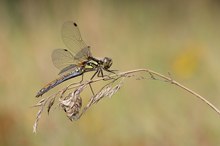 Weibchen der Schwarzen Heidelibelle