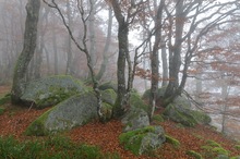 Mystischer Bergbuchenwald