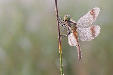 Sympetrum pedemontanum – Gebänderte Heidelibelle