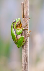 Laubfrosch