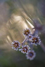 Eisblumen