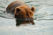 Ja - wo schwimmen sie denn?