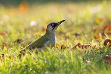 „Auf einer Herbstwiese“