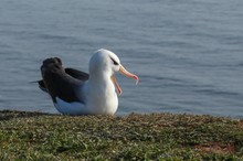 Schwarzbrauenalbatros