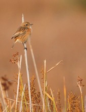 Schwarzkehlchen (Weibchen) in seinem Ambiente