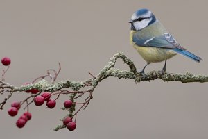 Allerweltsvogel