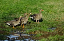 Gänsefamilie aus zwei Arten