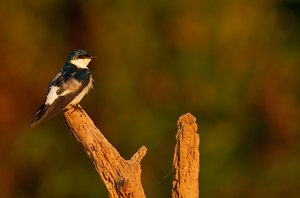 Weißflügelschwalbe (Tachycineta albiventer)