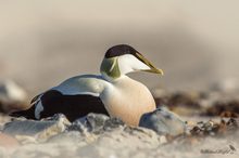 Eiderente auf Helgoland