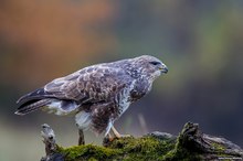 Nochmal Bussard