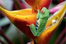 Frosch auf Helikonia