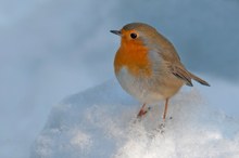 Ein Glück...Pulverschnee