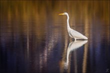 Silberreiher mit Wisch