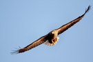 Seeadler (Wildlife)