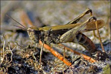 Brauner Grashüpfer beim Eierlegen 1 - Dokufoto