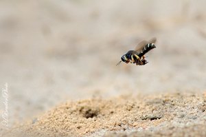 Der Lochstürzer  (Crabro scutellatus)