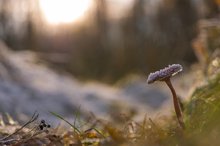 Winterpilzlandschaft