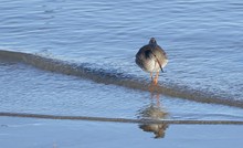 Jagd im auflaufenden Wasser der Gezeiten
